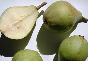 Clapps Liebling