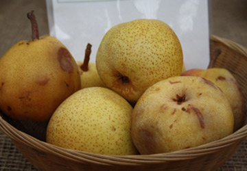 Doppelte Phillipsbirne