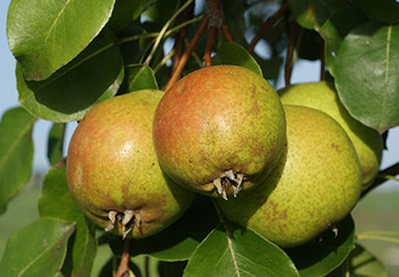 Gelbmöstler
